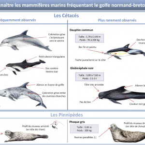 détermination espèces mammifères marins