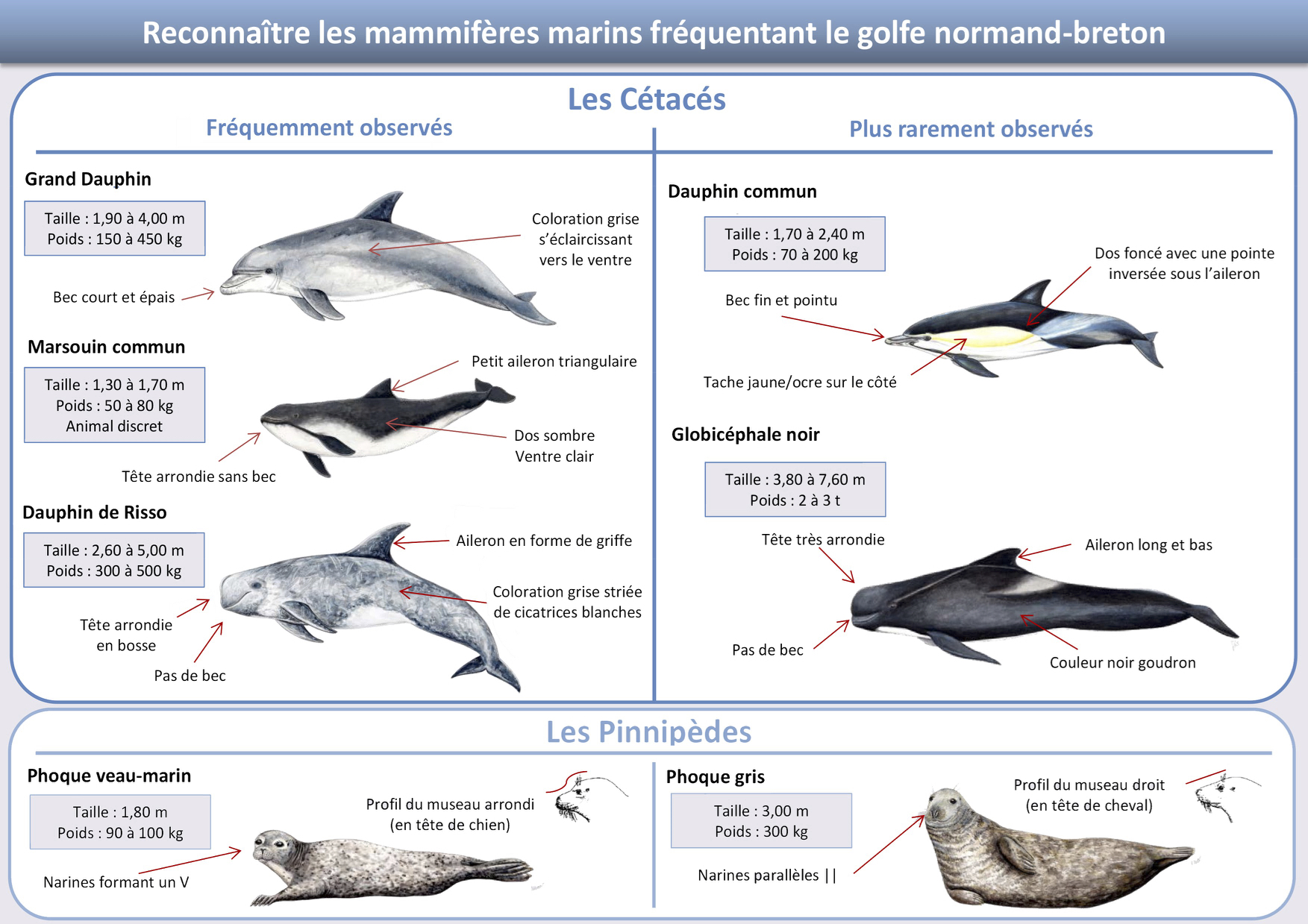 Comment les mammifères marins ont-ils évolué